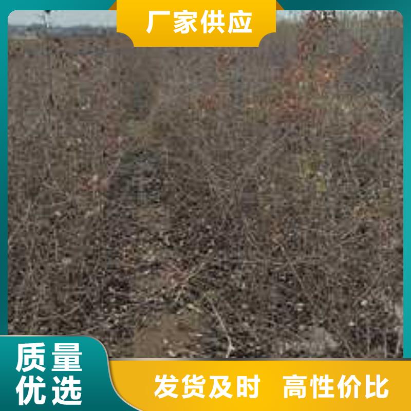 杜梨海棠苗规格型号全