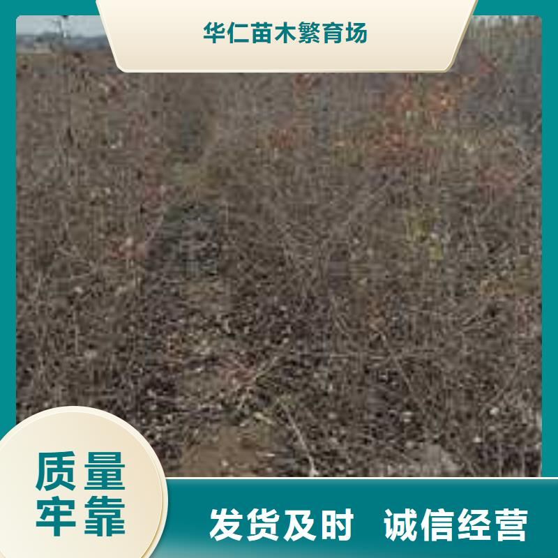 杜梨梨树苗基地专业厂家