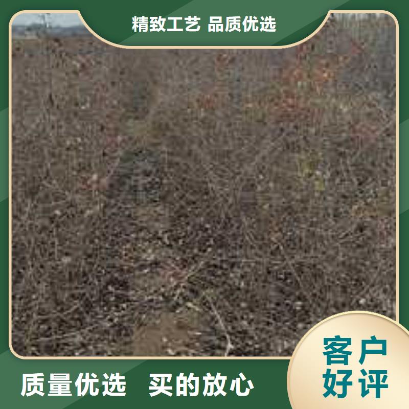 杜梨奥红一号梨苗厂家经验丰富