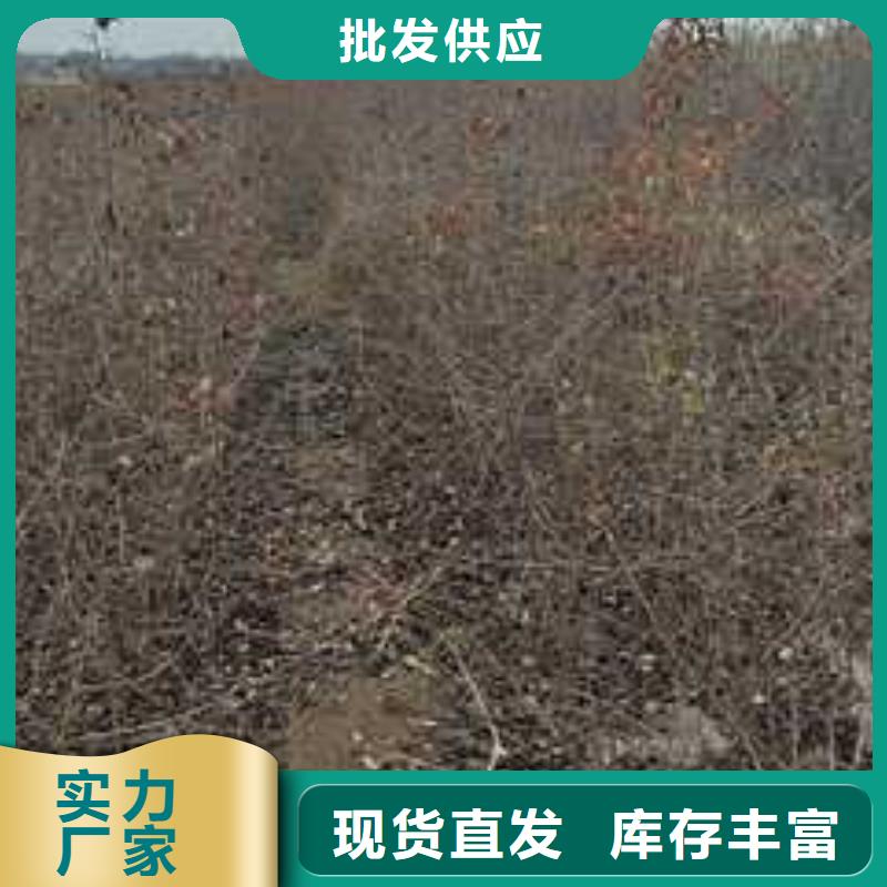 杜梨海棠苗诚信可靠