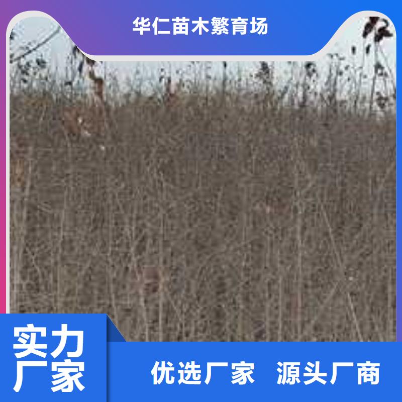 杜梨-【奥红全红梨树苗】实力才是硬道理