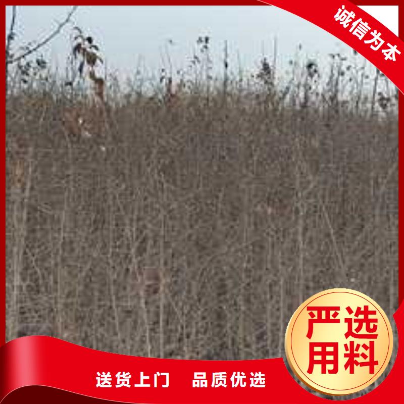 杜梨_山桃苗专注细节使用放心