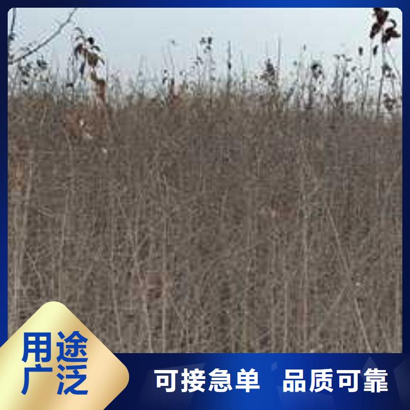 瑞蟠101桃树苗视频-瑞蟠101桃树苗_山东省市场覆盖威海|聊城|东营|潍坊等