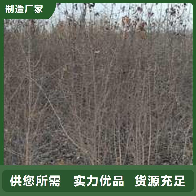 【让客户买的放心 杜梨-梨树苗基地用心经营】-同城专注质量_客户案例