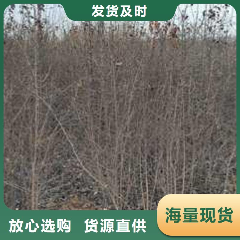 瑞蟠101桃树苗-视频-瑞蟠101桃树苗-湖南省株洲市该地生产厂家-炎陵|天元|湘西|郴州|张家界|邵阳