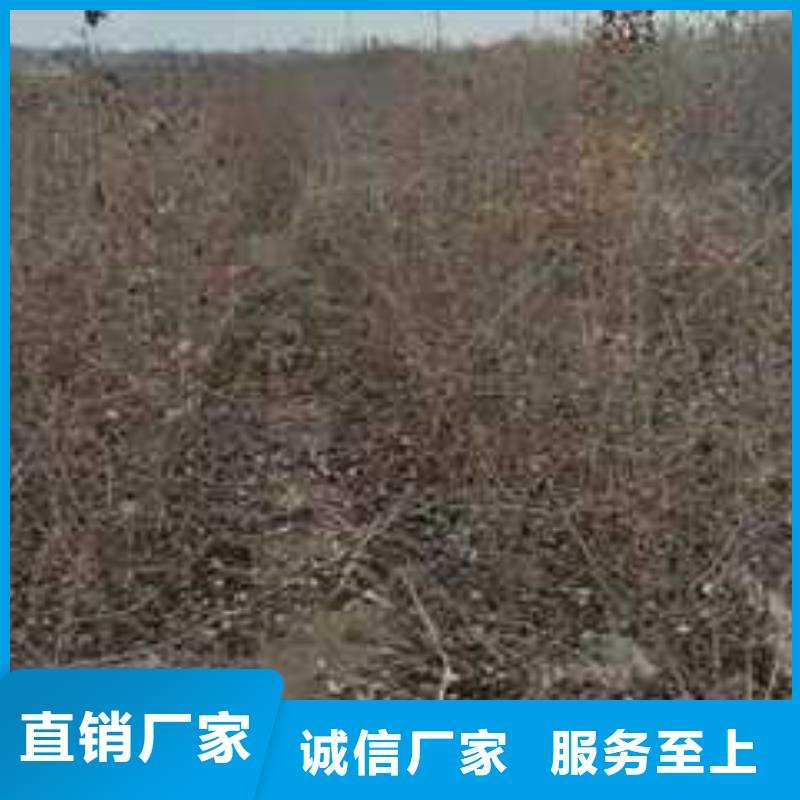 瑞蟠101桃树苗视频-瑞蟠101桃树苗_山东省市场覆盖威海|聊城|东营|潍坊等