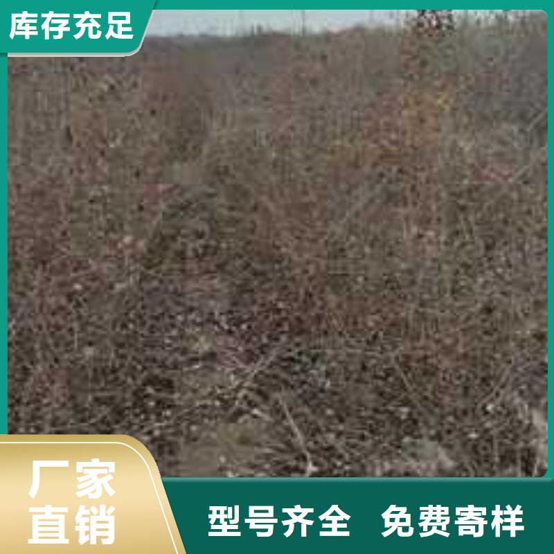 杜梨红香酥梨树苗厂家销售