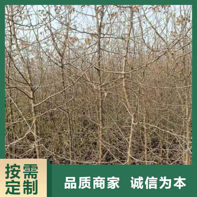 【细节决定成败 杜梨,山桃苗物流配送】-瑞蟠101桃树苗