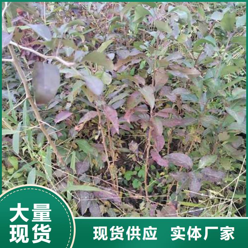 瑞蟠101桃树苗-视频-瑞蟠101桃树苗_山东省菏泽市华仁苗木繁育场(菏泽市分公司)