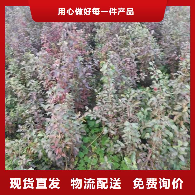 杜梨海棠苗种类丰富