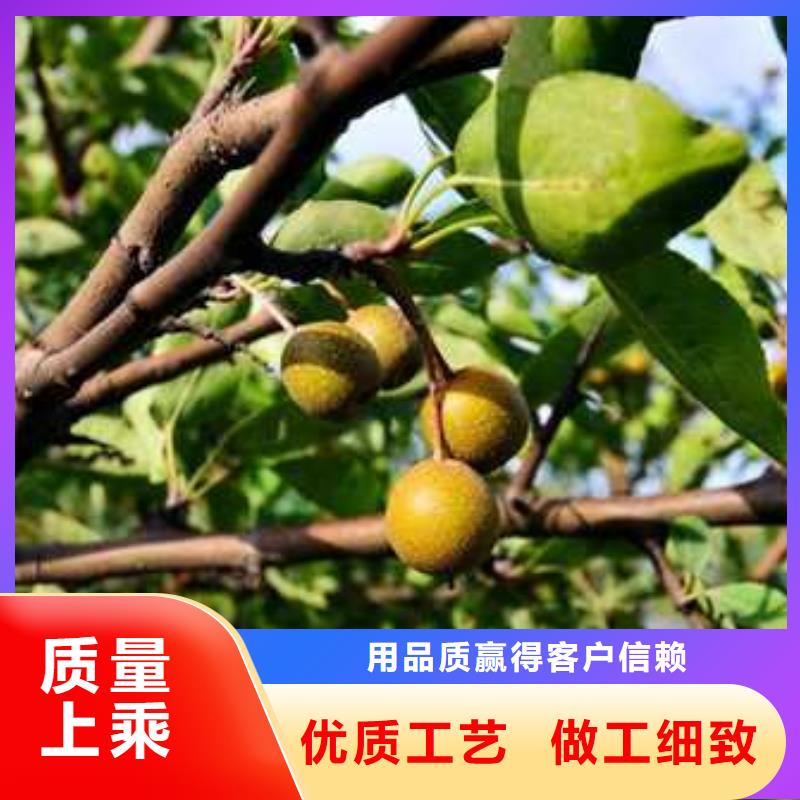 瑞蟠101桃树苗-视频-山东省瑞蟠101桃树苗-华仁苗木繁育场(山东省分公司)服务区域东营|枣庄|莱芜|菏泽