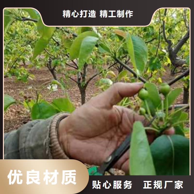 瑞蟠101桃树苗-视频-瑞蟠101桃树苗-湖南省株洲市该地生产厂家-炎陵|天元|湘西|郴州|张家界|邵阳
