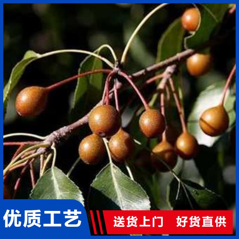 《优质材料厂家直销》的放心选购 杜梨_【瑞蟠101桃树苗】全新升级品质保障-华仁苗木繁育场