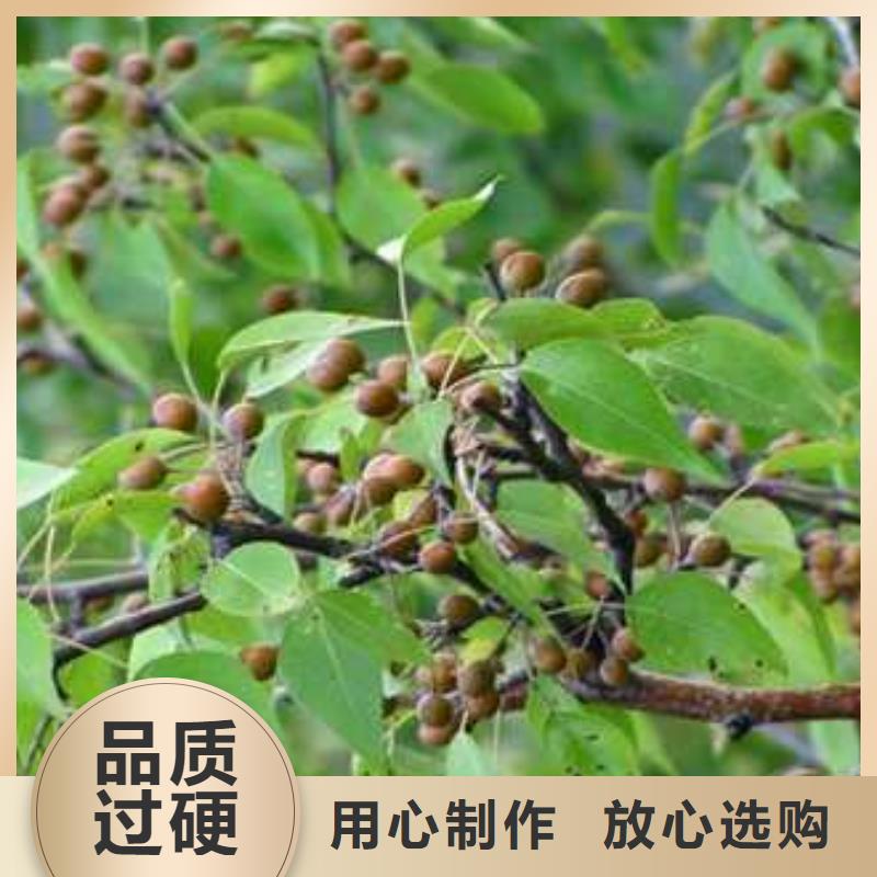 杜梨海棠苗诚信可靠