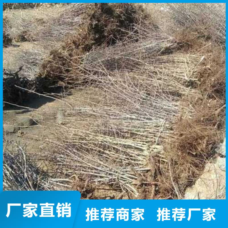 瑞蟠101桃树苗-视频-瑞蟠101桃树苗-湖南省株洲市该地生产厂家-炎陵|天元|湘西|郴州|张家界|邵阳