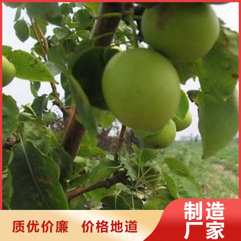 杜梨红香酥梨树苗厂家销售