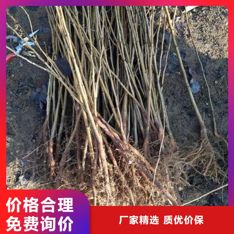 杜梨山桃苗实体厂家大量现货