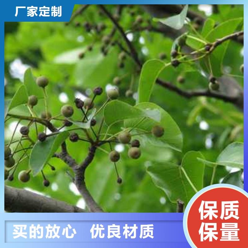 杜梨香酥梨树苗多种规格供您选择