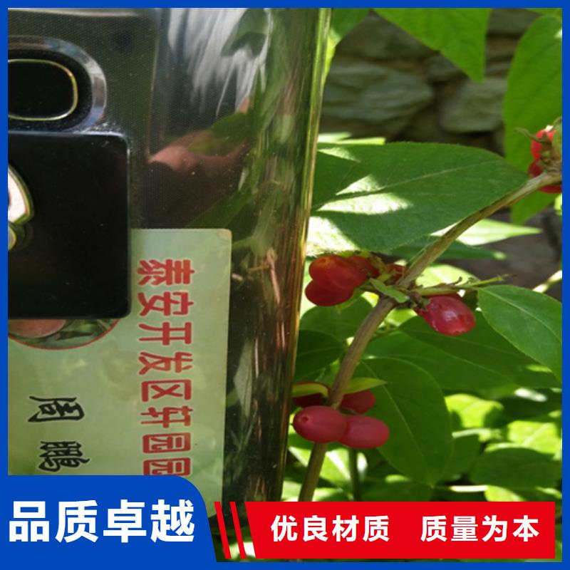 杈杷果,樱桃苗厂家