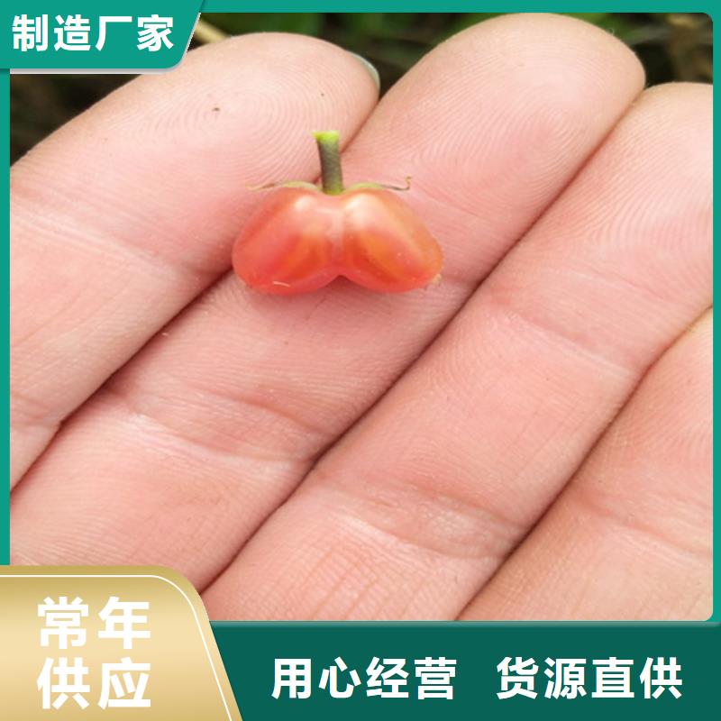 杈杷果苹果苗产品性能