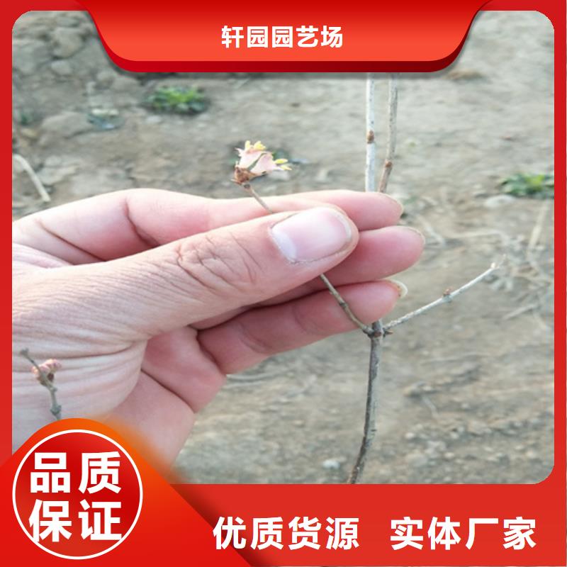 优选:热销产品【杈杷果】,苹果苗制造厂家-专业设计
