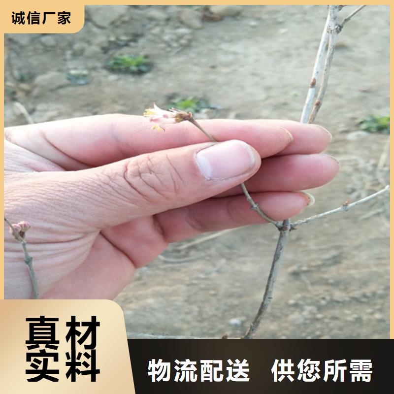 轩园:您身边的厂家的用心做好每一件产品 杈杷果 【葡萄苗】匠心品质_视频介绍