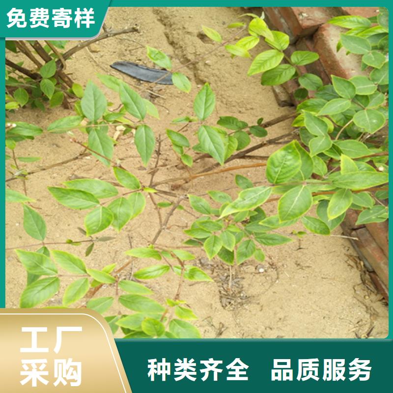 杈杷果,樱桃苗厂家
