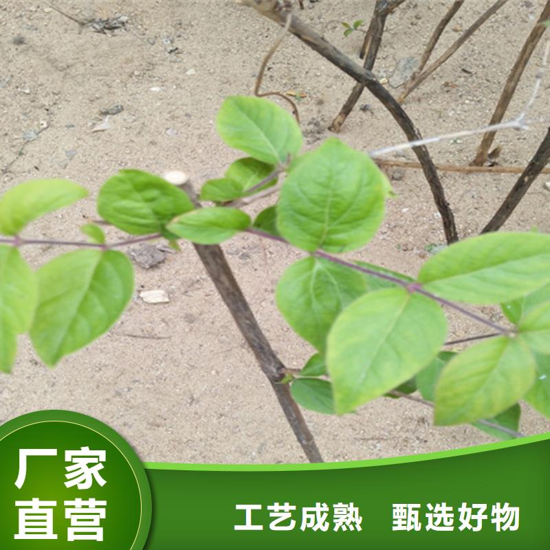 板栗苗-视频-板栗苗|日喀则市|康妈|萨嘎|昌都|山南|阿里|那曲|林芝