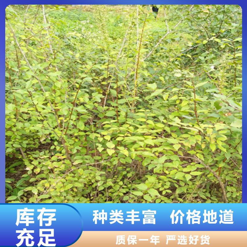 杈杷果黄瓜苗快速物流发货