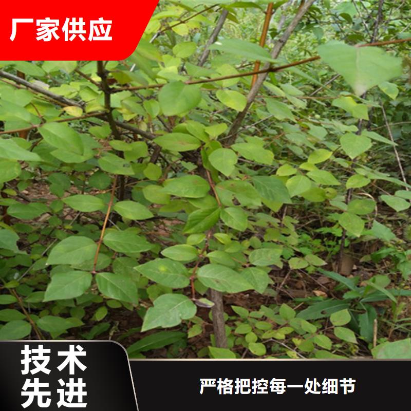 优选:好产品价格低 杈杷果 【樱桃苗】质量为本-厂家直营
