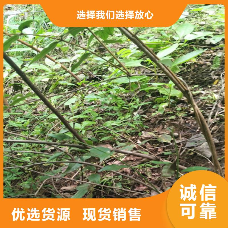 杈杷果,红石榴苗基地现货