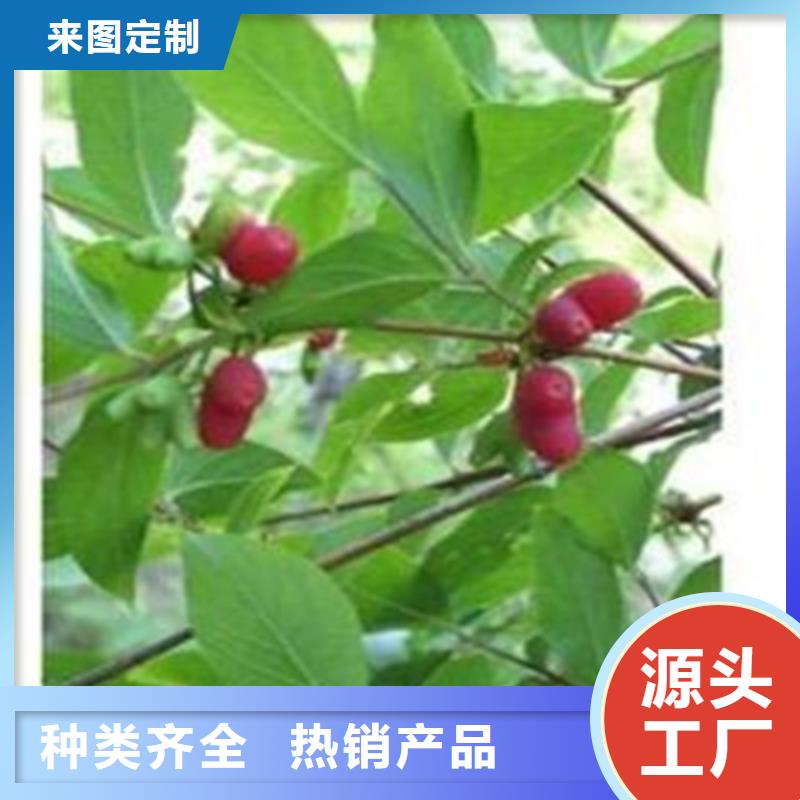 杈杷果黄瓜苗快速物流发货