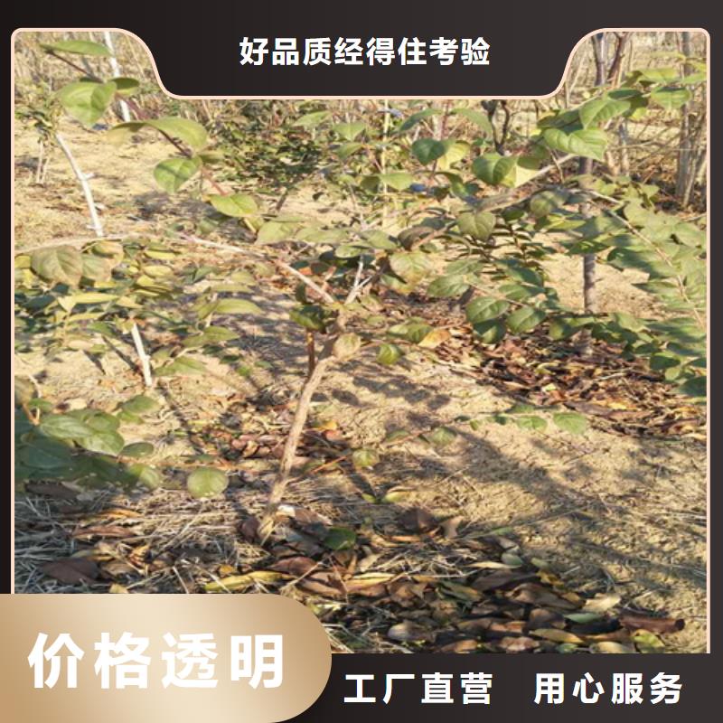 优选:热销产品【杈杷果】,苹果苗制造厂家-专业设计