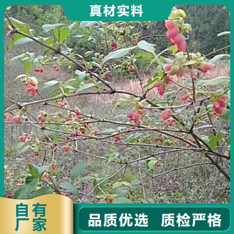 板栗苗-视频-板栗苗|日喀则市|康妈|萨嘎|昌都|山南|阿里|那曲|林芝