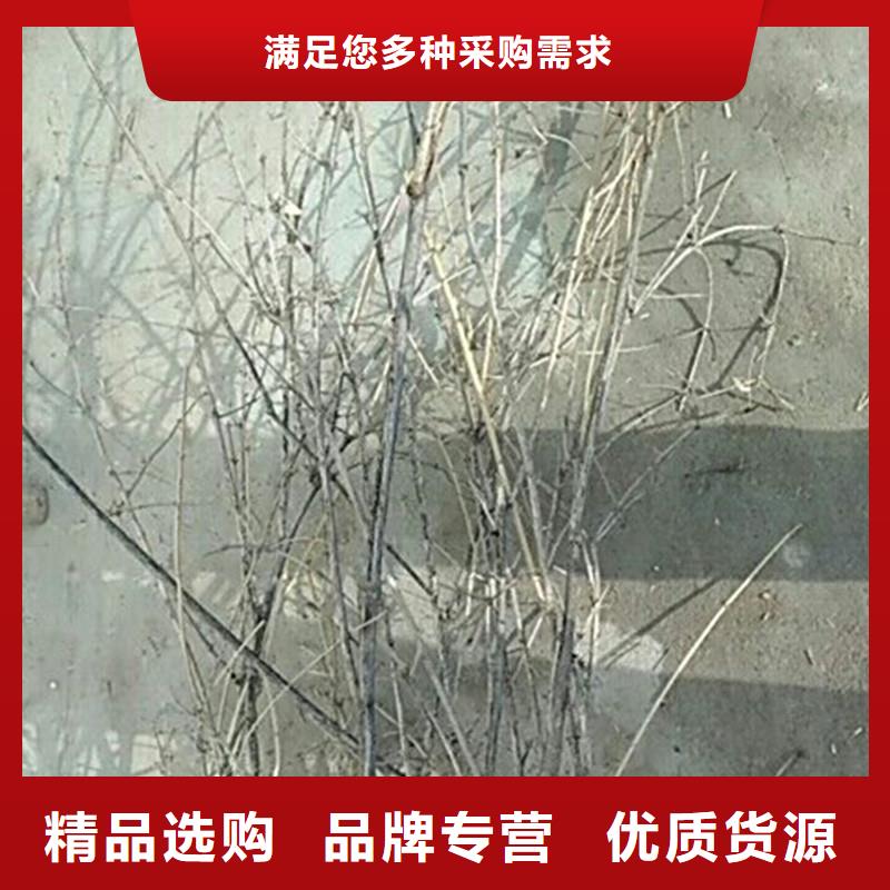 板栗苗-视频-板栗苗|日喀则市|康妈|萨嘎|昌都|山南|阿里|那曲|林芝