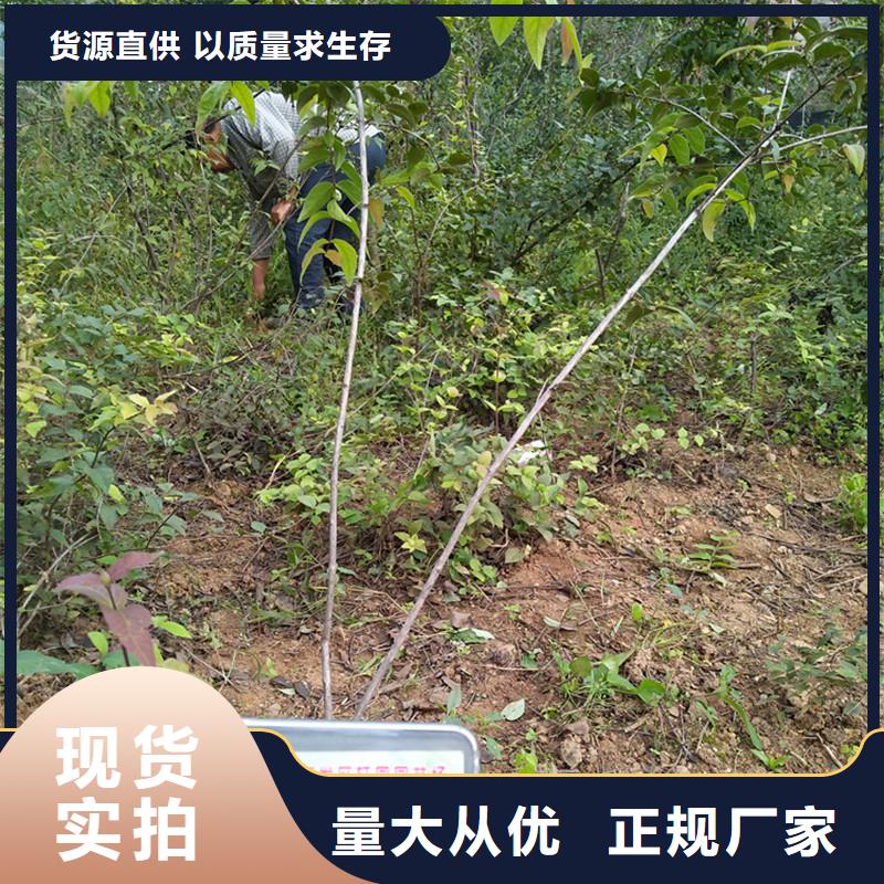 杈杷果,红石榴苗基地现货