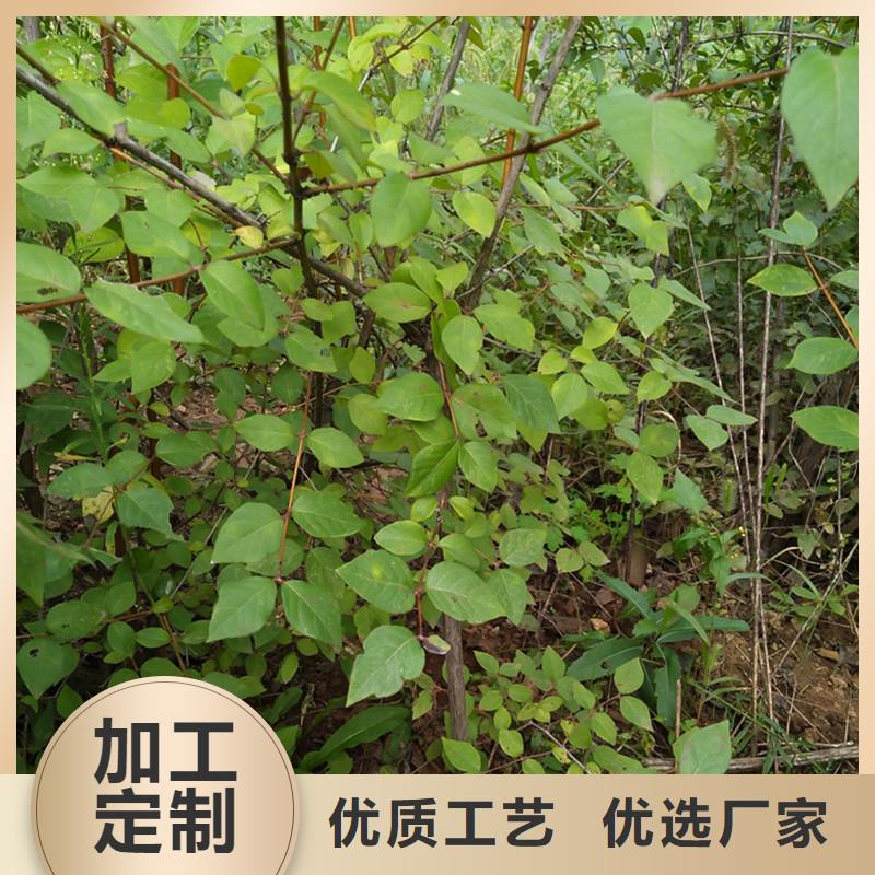 杈杷果,红石榴苗基地现货