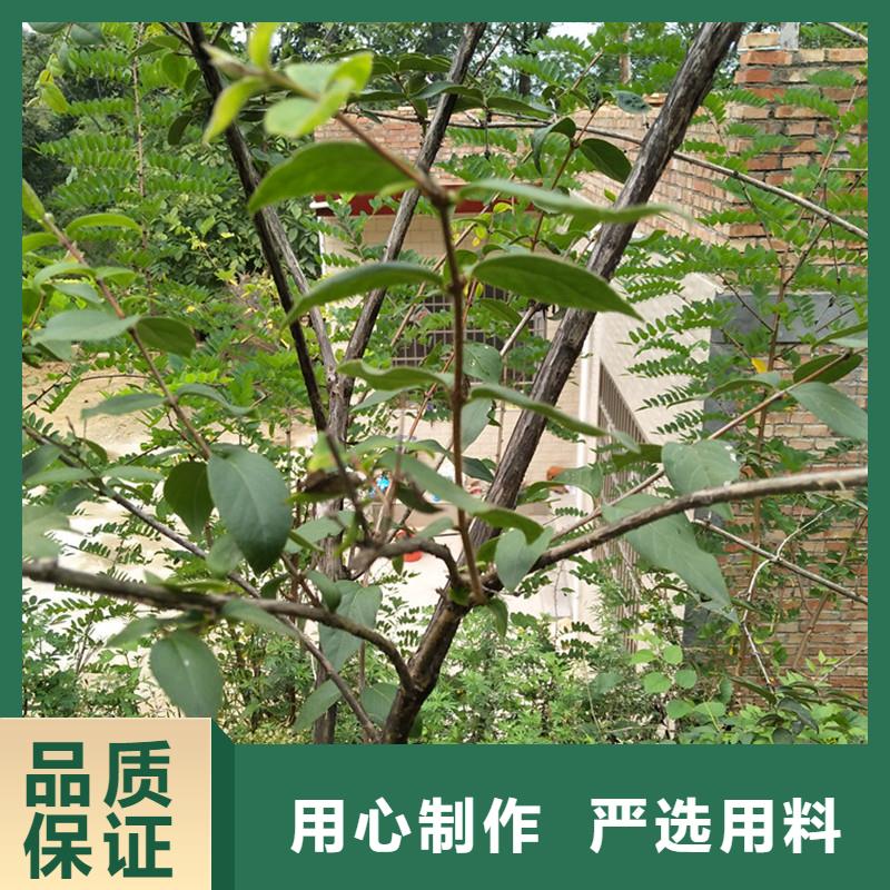 板栗苗-视频-板栗苗|日喀则市|康妈|萨嘎|昌都|山南|阿里|那曲|林芝