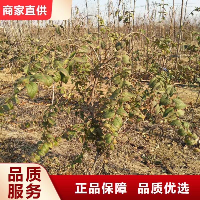 杈杷果,红石榴苗基地现货