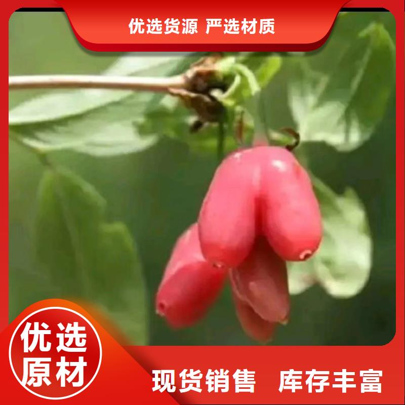 板栗苗-视频-板栗苗|日喀则市|康妈|萨嘎|昌都|山南|阿里|那曲|林芝