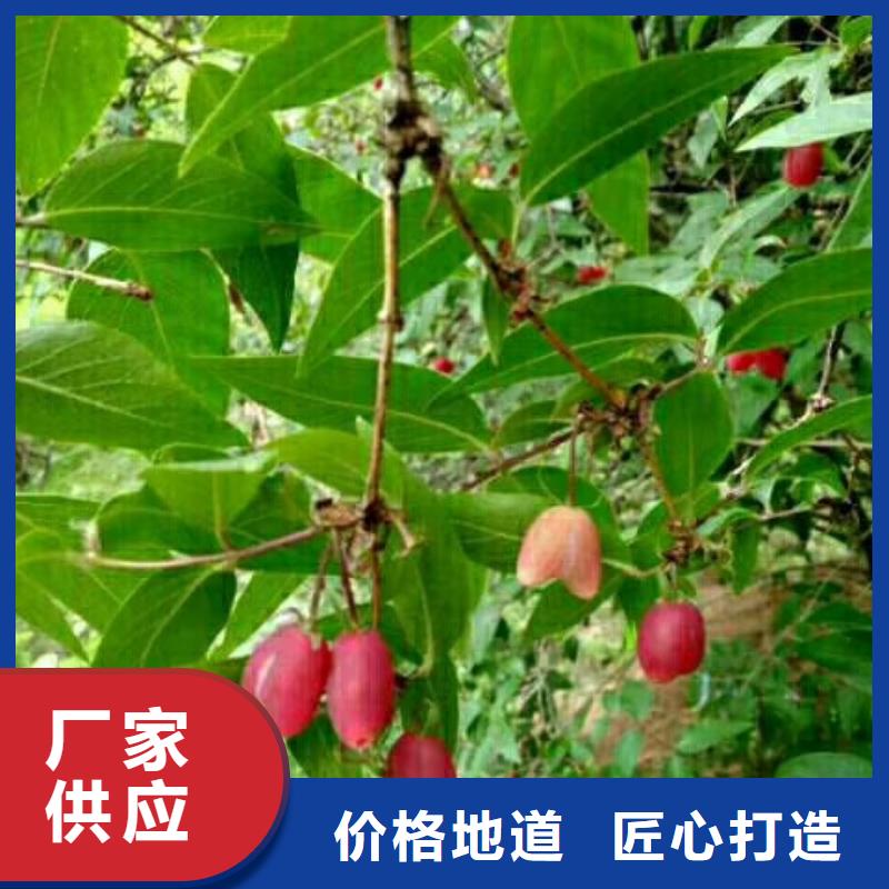 杈杷果苹果苗产品性能