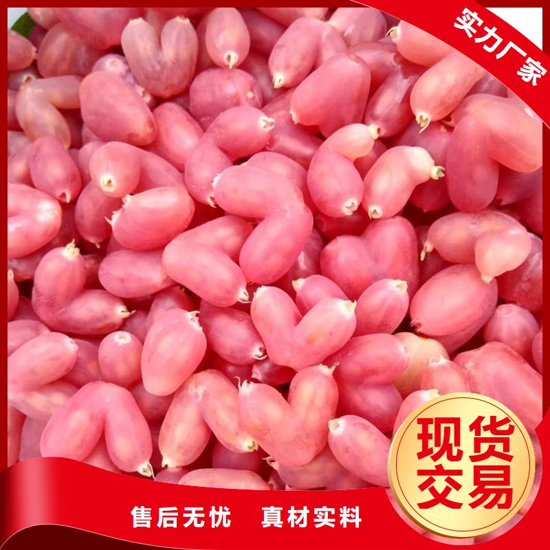 杈杷果苹果苗产品性能