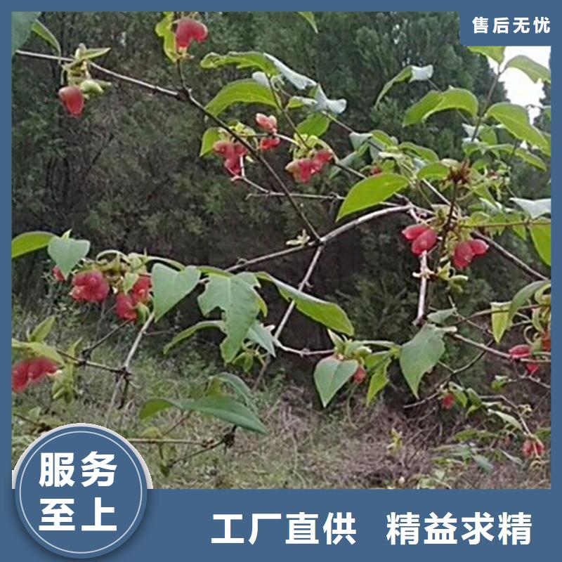 板栗苗-视频-板栗苗|日喀则市|康妈|萨嘎|昌都|山南|阿里|那曲|林芝