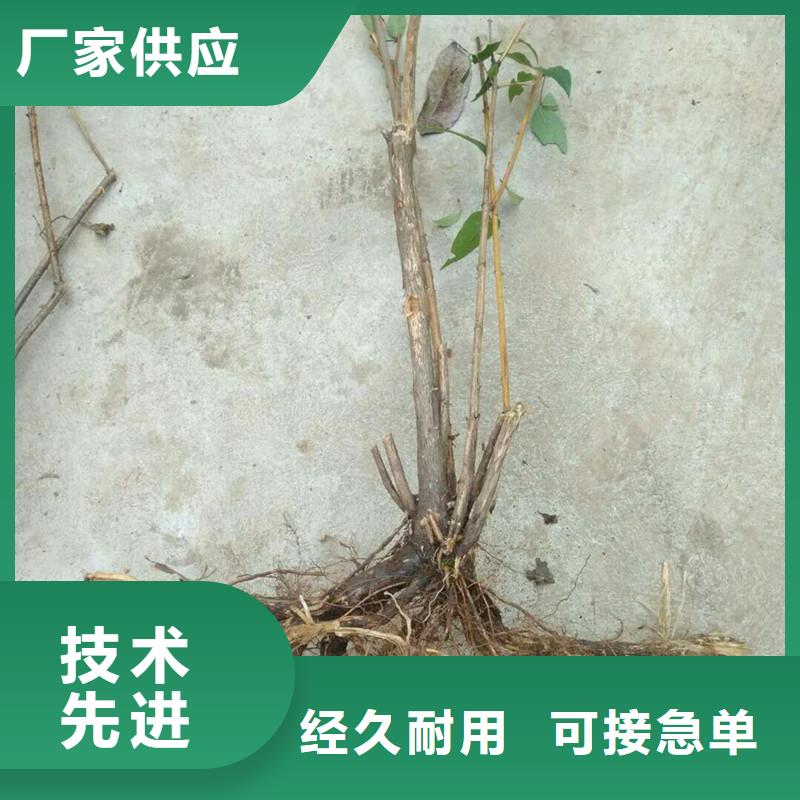 杈杷果,樱桃苗厂家