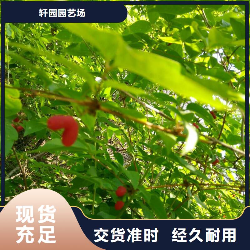 板栗苗-视频-板栗苗|日喀则市|康妈|萨嘎|昌都|山南|阿里|那曲|林芝