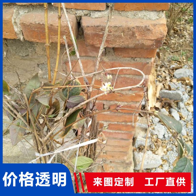 板栗苗-视频-板栗苗|日喀则市|康妈|萨嘎|昌都|山南|阿里|那曲|林芝