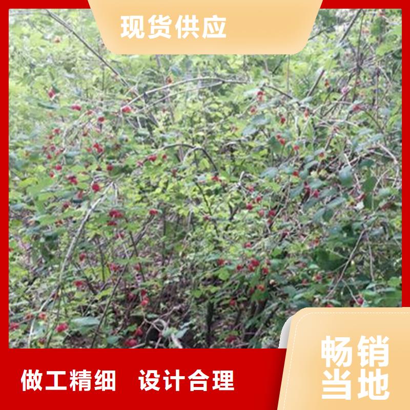 杈杷果苹果苗多家仓库发货