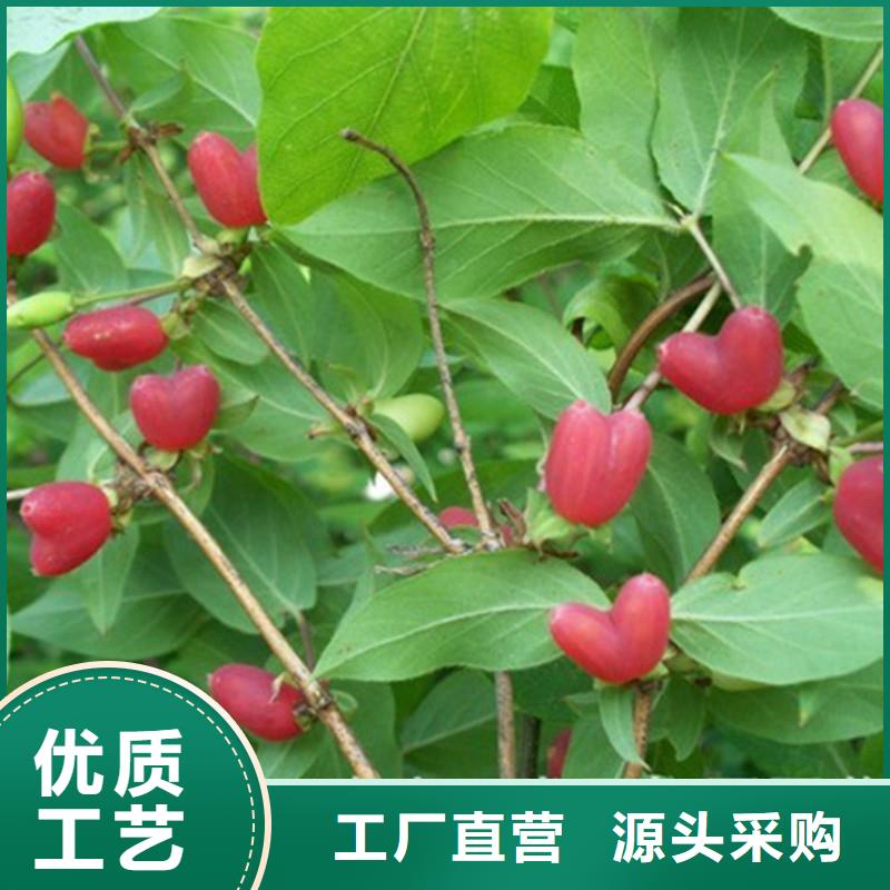 杈杷果黄瓜苗快速物流发货