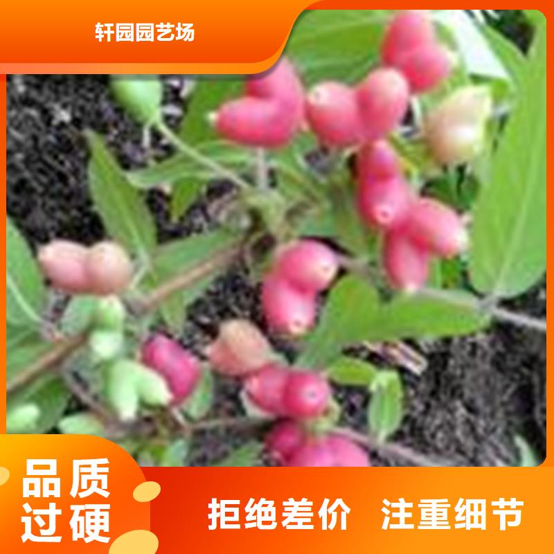 杈杷果黄瓜苗快速物流发货