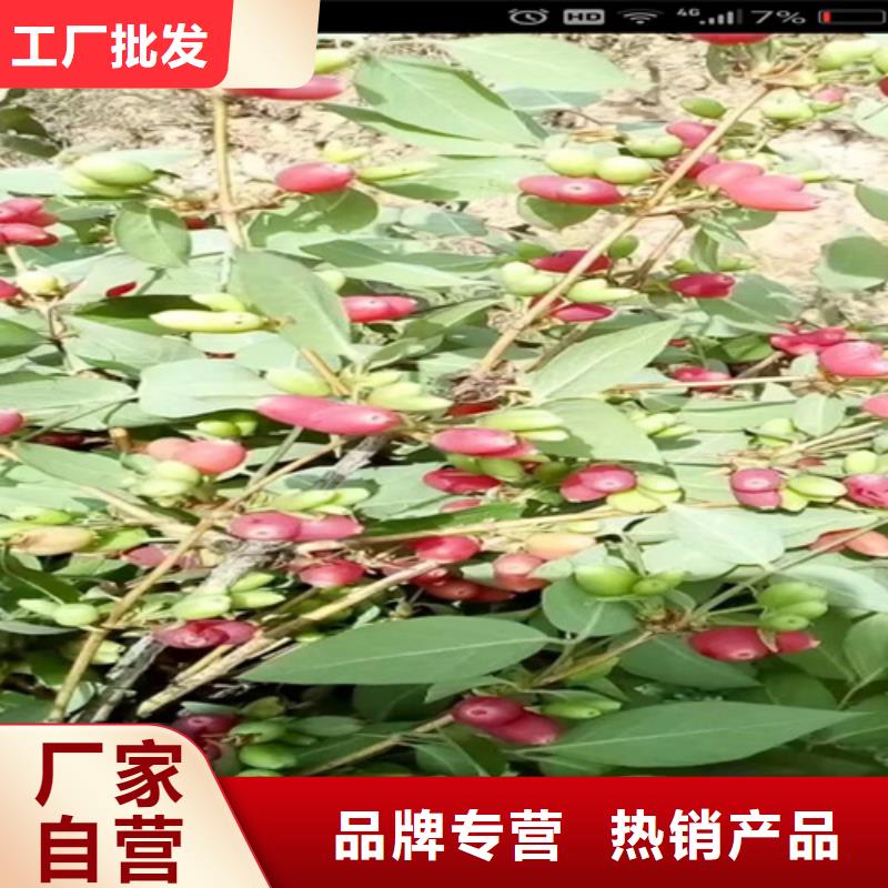 __【品质做服务 杈杷_桃树苗大厂生产品质】
